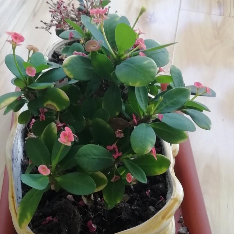 虎刺梅|盆栽虎刺梅,日常这么养,才能爆出一大片小花!