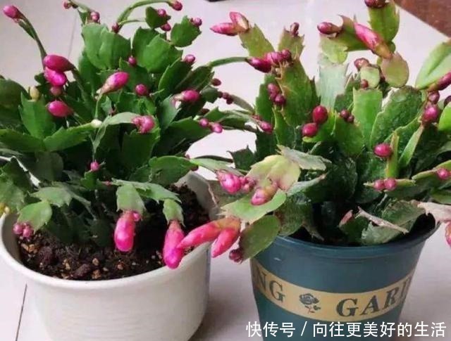 给“3种花”换盆，一定不能浇“定根水”，否则烂根多，容易死亡！