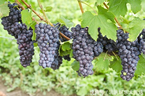 常吃|夏天了,常吃5种水果养肝,能护肝降脂,增强身体免疫力