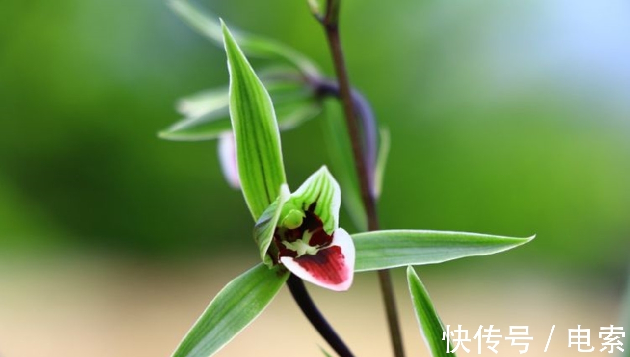 此兰花是我国“独有”，古香古色，花姿修长而清瘦，不输名贵品种