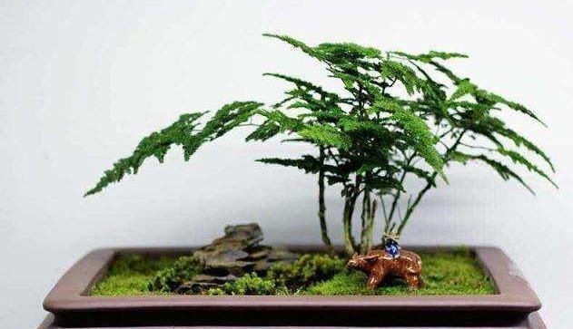 文竹“黄叶”不好养注意这几点,养成“盆景”很简单