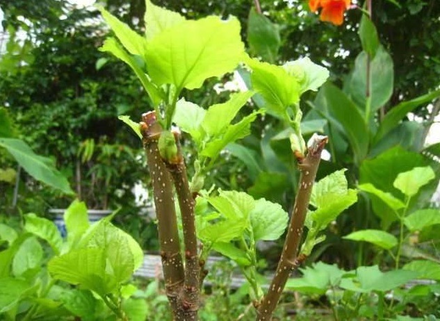 心得|肩膀疼,胳膊疼,手臂僵麻一种普通树枝泡茶!我的用药心得