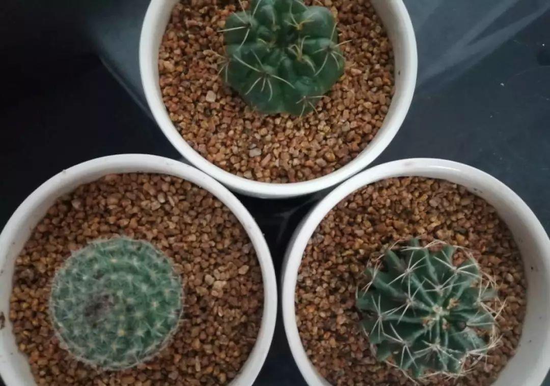 多肉盆栽:懒人必养的几种多肉,1盆轻松变10盆,越养越上瘾