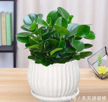 茶几上摆放什么花卉?7种绿植,精巧玲珑,清新素雅,还特好养活