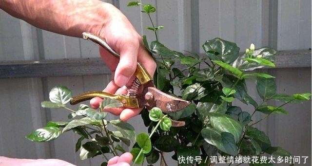 漂亮|4种漂亮花，开完花剪一波，旁边冒侧芽，下一茬花更多