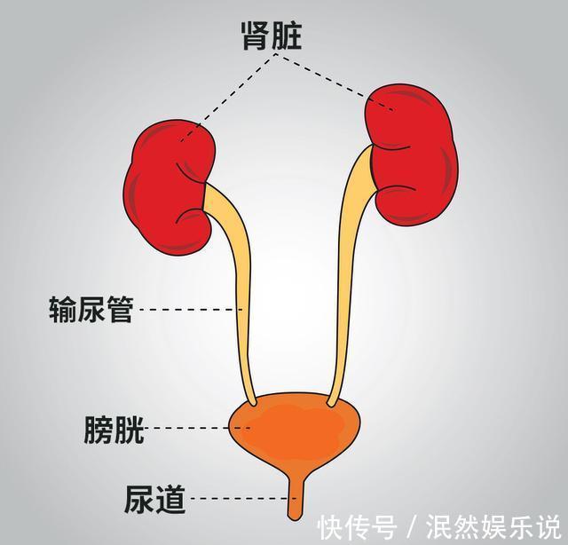 一喝水就上厕所的人，是不是肾有问题？