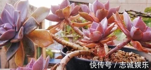 多肉|养多肉植物,用上4个“小技巧”,长成老桩更漂亮