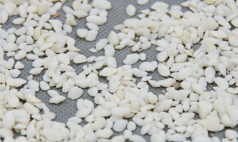 软坚|结石?三味中药,软坚,消石,排石