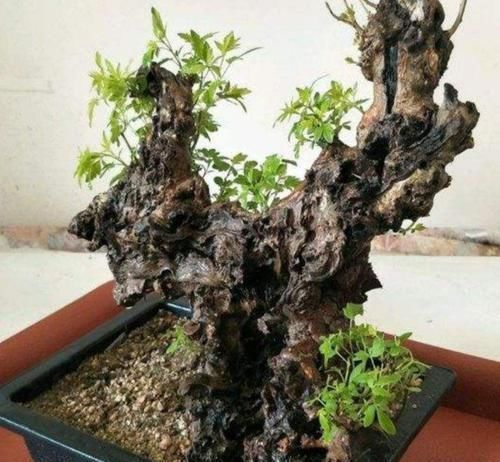 小叶榔榆|山上2种“疙瘩树”，苍劲古朴、树姿优美，经常被用来做盆景