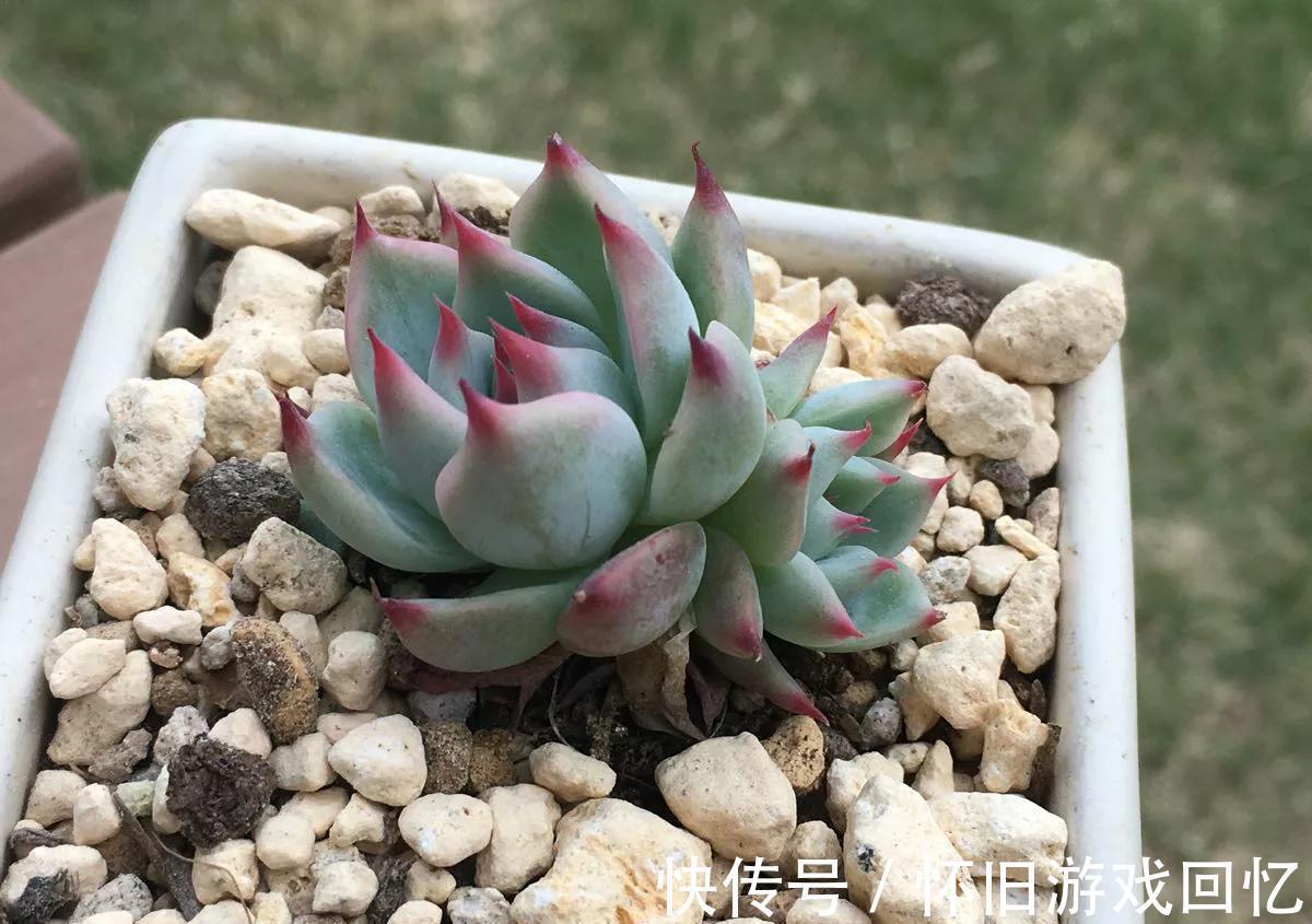 多肉中的美仙子,凭实力排在首榜,不养它是你的损失