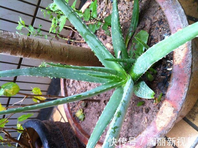 卧室|想要晚上睡得好，卧室花儿不能少！这3种花，让你一觉睡到天亮！