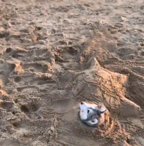 |搞笑gif:对于这种长着虎牙的妹子没有一点抵抗力,哈哈哈