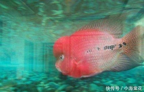 罗汉鱼发色过程!!!