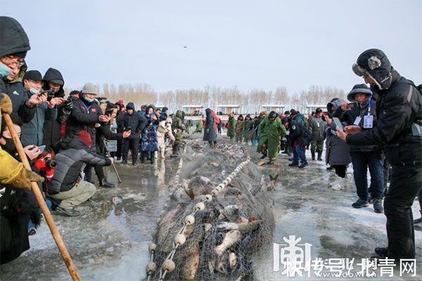 王进喜|观鹤、冬捕、泡汤…… 解锁“鹤舞雪原”冰雪旅游线路的N种玩法