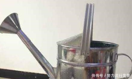 这“3种”植物,爱吃醋,每7天吃1斤,叶子绿油油,蹭蹭长不停