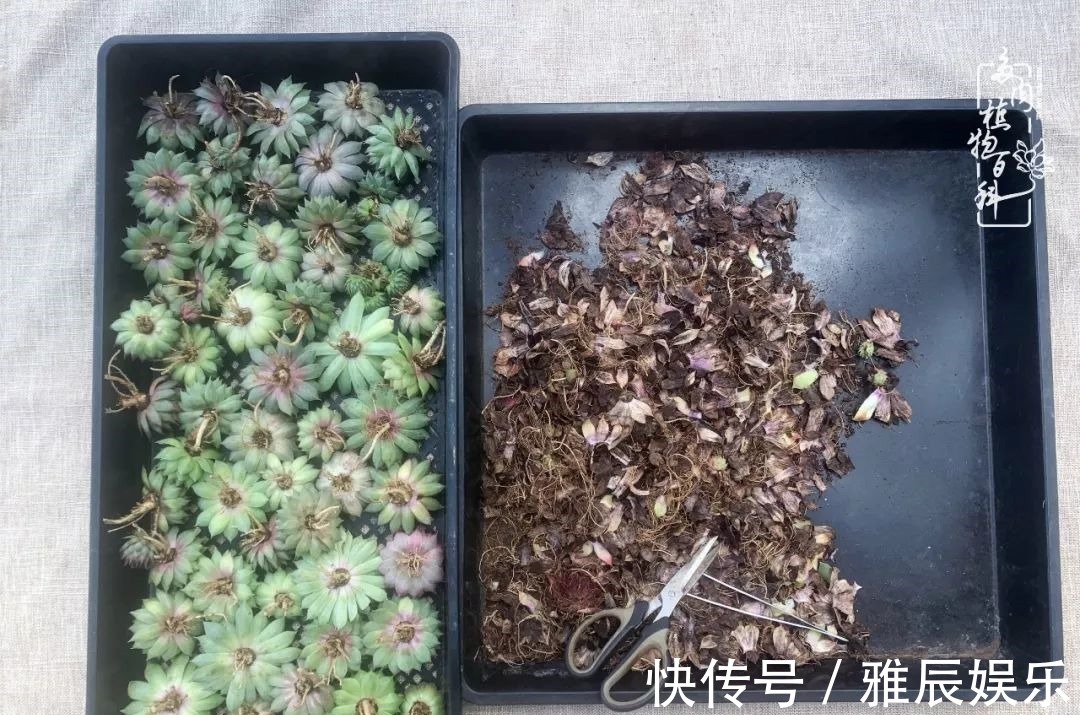 框子|这多肉拼盘这么仙!如何制作达人手把手教你制作长生草拼盘!