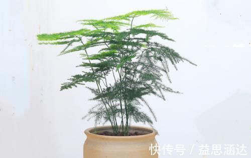 铁线蕨|天气转暖,家里的六种花不能让晒太阳,很容易就被灼伤