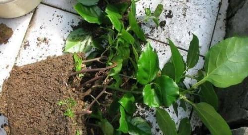 新芽|给三角梅换盆，选对时间，10天冒新芽，年年有花赏