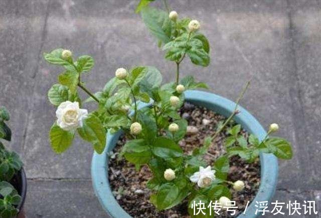 茉莉花最爱3种“肥料”，家中就有，浇一点，花大芳香、开爆盆！