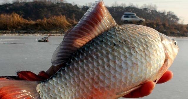 钓位|30年钓龄老钓友水库钓鱼,为何管理员说“您老以后别来了”