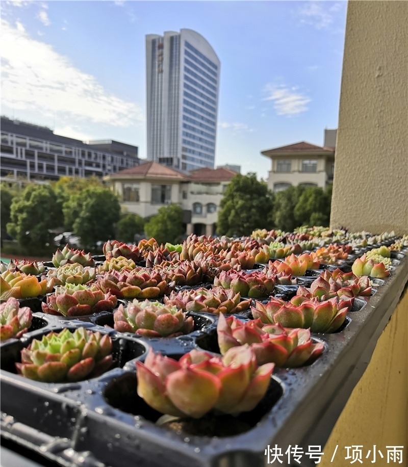 天下养肉人都一样贪