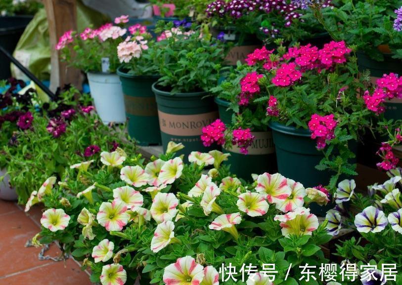 土豆|全部都是谣传,这些谎言策划精良,盘点养花坑爹那点事