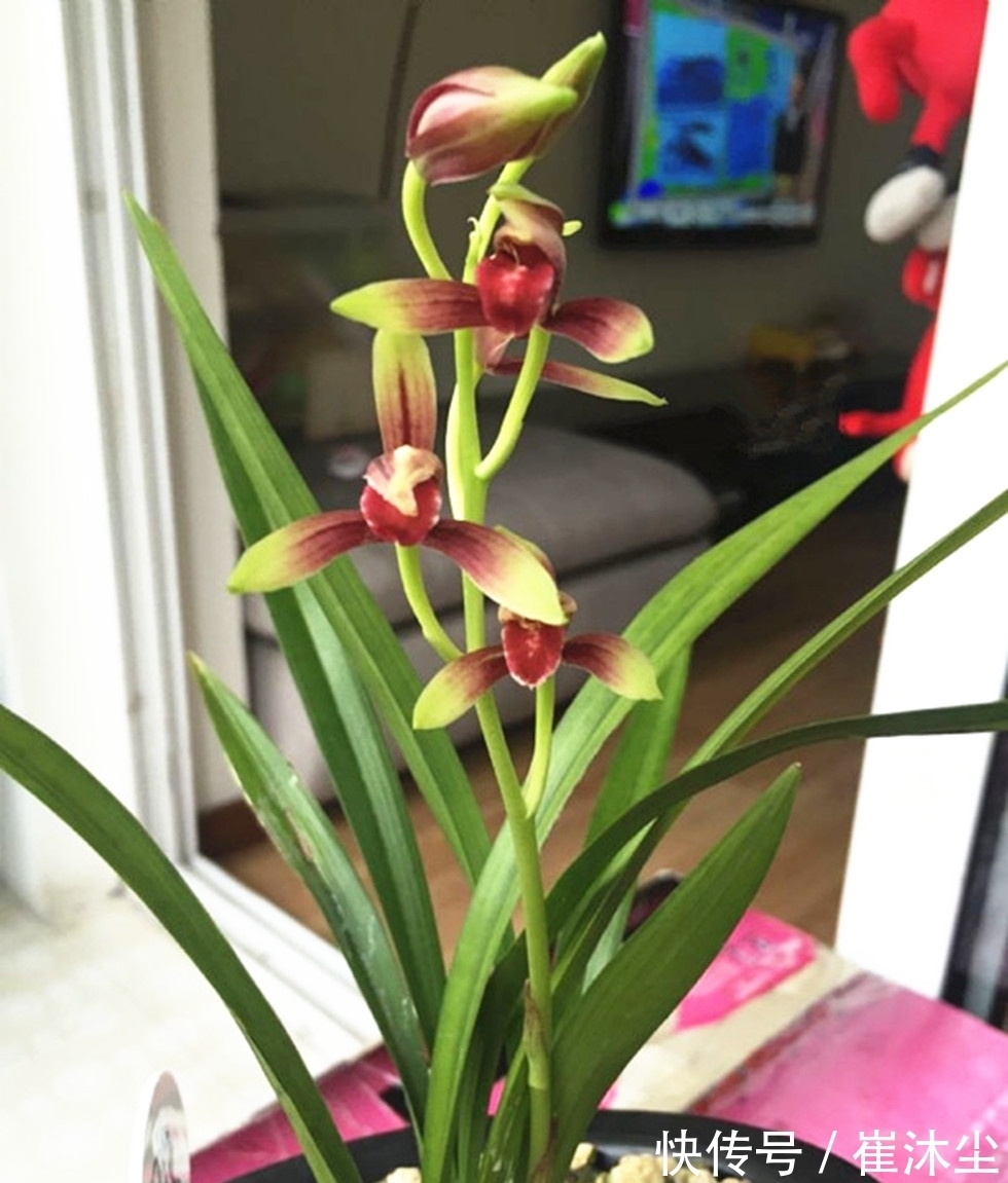 它是兰花界的“龙头”,存世量少,辨识度高,见到别错过