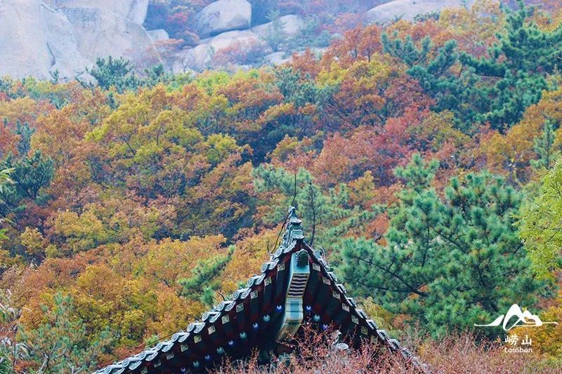 崂山风景区特约摄影|实况播报！绝美赏秋图鉴，醉入崂山秋色里