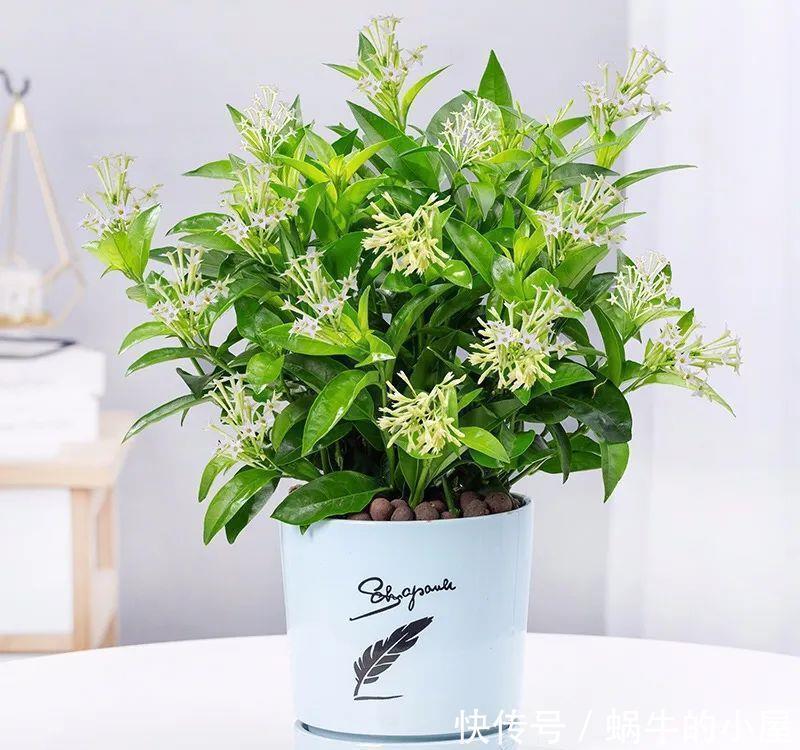 卧室养花有“三不养”,又有“三必养”,你养对了吗