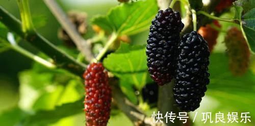 血管垃圾|不想血管被堵死, 这些食物要常吃,清理血管垃圾,降压又降脂