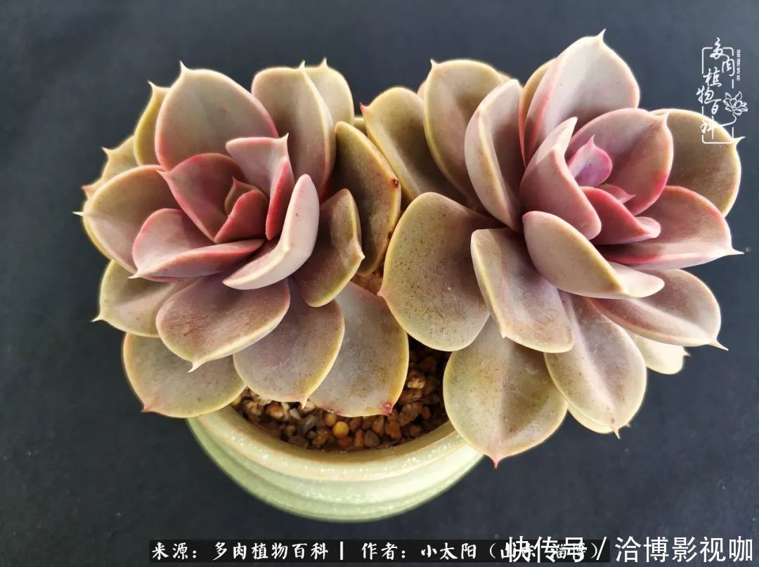 小苗|脱坑一年,最后发现自己生活里始终离不开多肉!