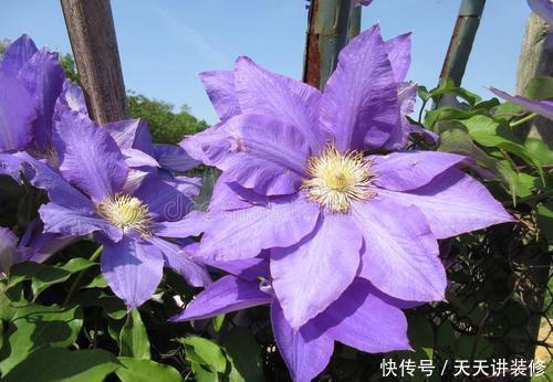 有个小院子,养些紫色的花,待“紫气东来”,浪漫又高级