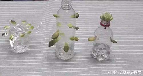 月季|塑料瓶太好用了!扦插月季、叶插多肉,都能派上用场