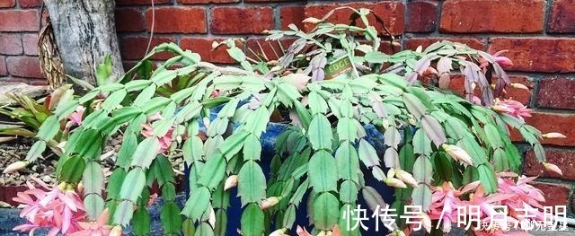 花市|蟹爪兰花期应该如何养护注意这几点，花开不断，开花爆盆！