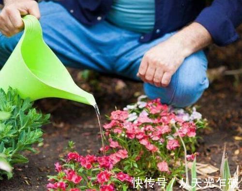烂根|用啤酒浇花谨记3点,并非什么花都适合,浇错花朵容易招虫还烂根