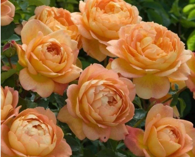 喜欢玫瑰,首选此款“精品玫瑰”夏洛特夫人,花开雍容华贵!美