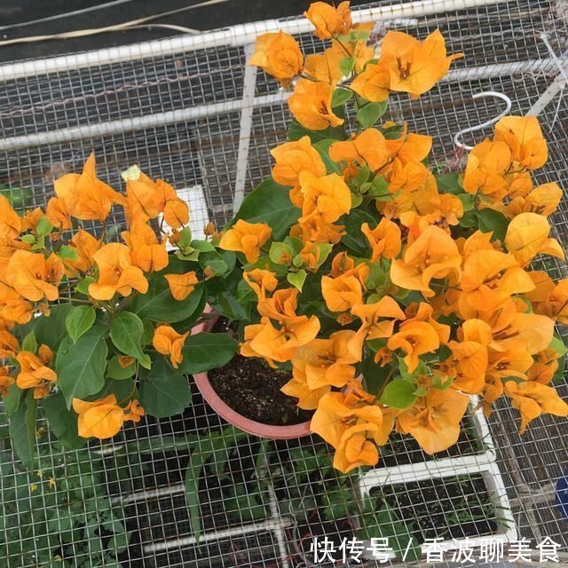 花卉|3种花都是“酸水”喂大的,每月浇点醋,黄叶消失,花满枝