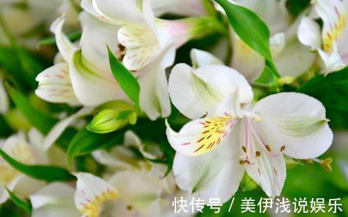 花瓣带有七彩斑纹,百合花的“亲戚”,花中的潜力股