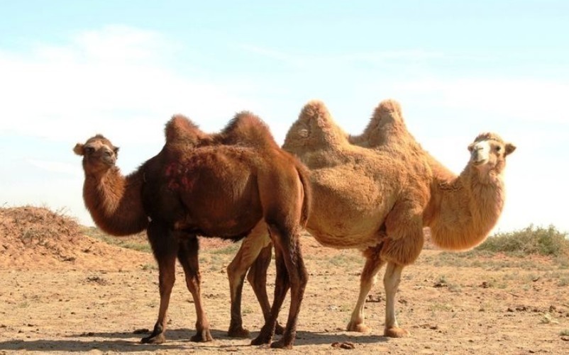 奇诗&北宋诗人写首“奇诗”,短短20字数字“一”到“十”全都有