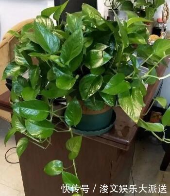 这“5种肥”，家里都有，撒一把在盆里，花长得旺、开花特别多