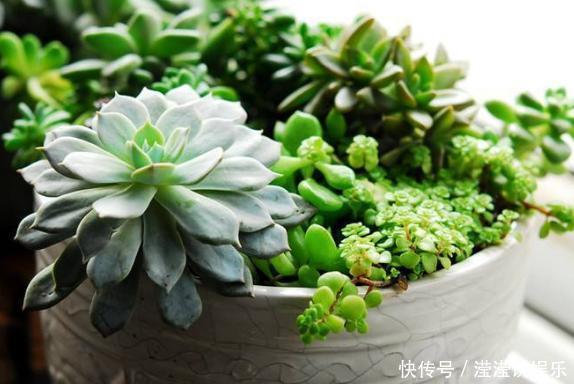 立春前后给植物换盆,抓牢这3细节,后期才能够快速服盆