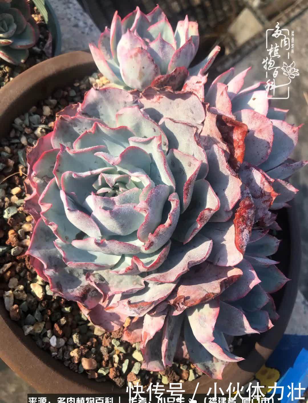 多肉,似星辰大海般的璀璨!