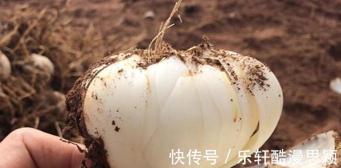 银耳|立秋之后,3道“润肺汤”可常喝,补充身体水分,赶走秋燥