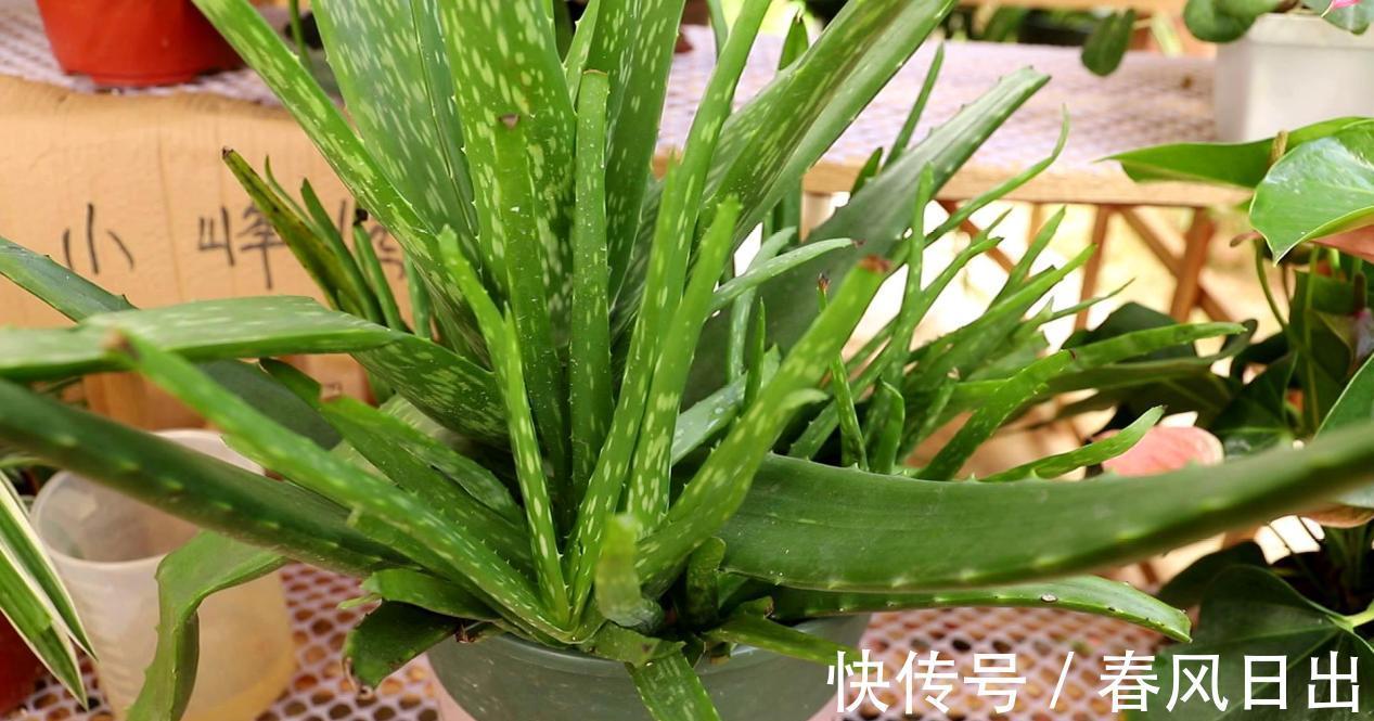 芦荟有什么用途?养护存在哪些方法技巧?