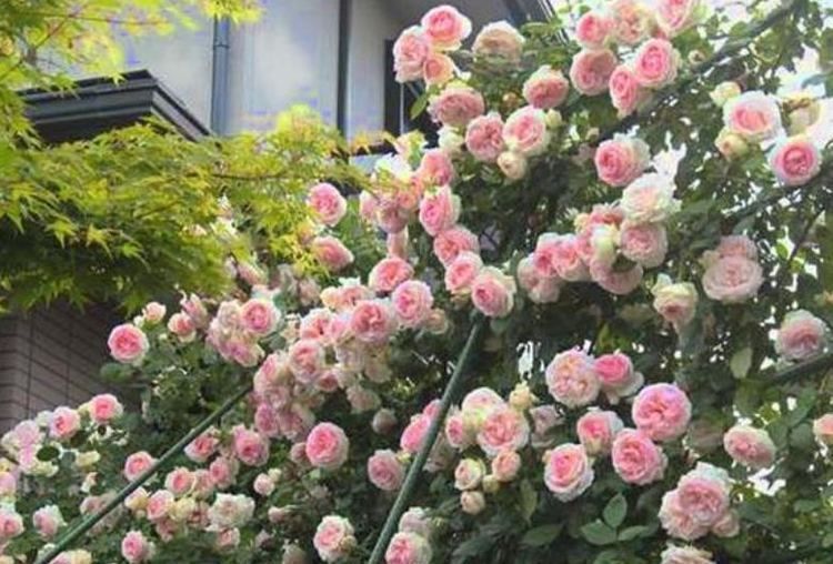 家乐花|养花就养这几款,漂亮又好闻,全年开花不断,花开美观又大气