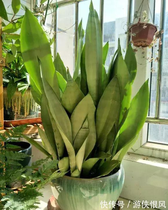 8种“招财树”,养在客厅里,高大笔挺,威武又气派,招财又旺宅