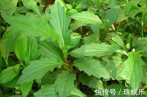 人造肉|想长寿,常吃3种食物,延缓衰老、排毒养颜,有利心脏健康