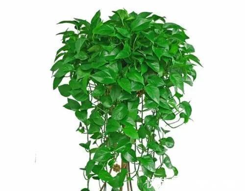 花卉|家里养有六种花卉的,可别忘了掐心,越掐爆盆越快,开花越多