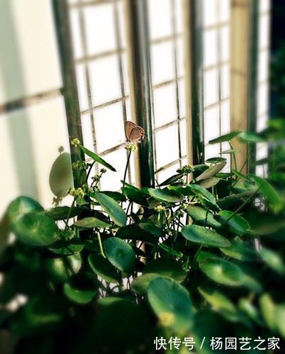 窝窝|换个石头窝窝来养铜钱草，铜钱草更加茂盛了，你清楚嘛