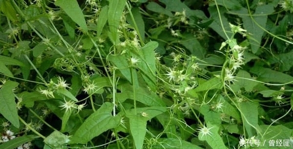 在农村河边有很多这种野草,你们见过吗?个人感觉这东西非常烦人